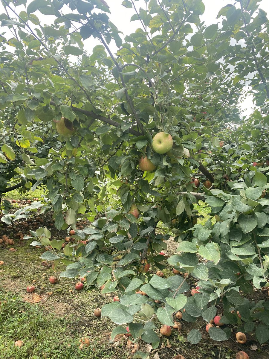 renee_boss's tweet photo. Thank you @EckertsOrchard for a great experience AND a teacher discount. π#geateful #applepicking https://t.co/qbdzPWl2WZ