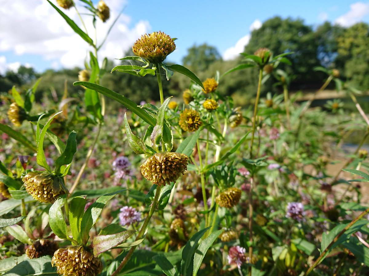 emilyksum's tweet photo. Out on the island controlling scrub this week and revelling in the flora, Nodding+Trifid Bur-Marigold, Golden Dock, Watermint, Pennyroyal, Purple Loosestrife, so much #stillflowering #wildflowerhour 
@wildflower_hour @BSBIbotany @LincsWildlife @LoveLincsPlants @WhisbyNatureRes https://t.co/vryqq2aMXb