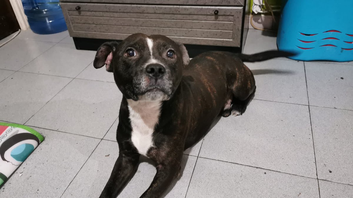 🔊😿TURKO BUSCA FAMILIA 🔊🙏
Turko busca familia, tiene 7 años, American Stanford necesitará tener licencia de PPP. Tiene un carácter fantástico,es muy cariñoso🥰. Está en Cádiz. Interesados podéis poneros en contacto con el teléfono 676158406. Ruego máxima difusión por favor 🙏