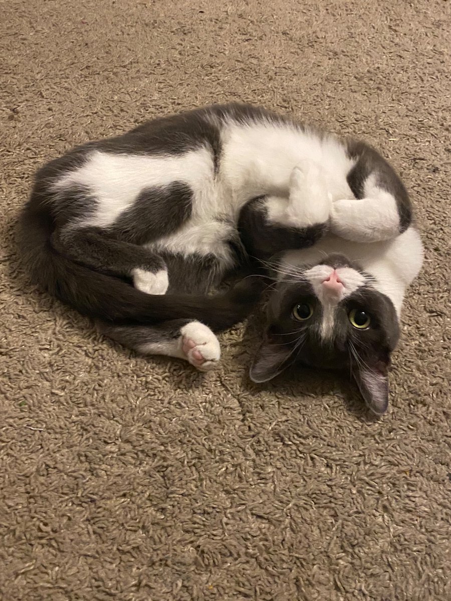 EMMASHA2155's tweet photo. Meow. #Caturday #CatsOnTwitter #CuteCat https://t.co/uUSfBDOBxN