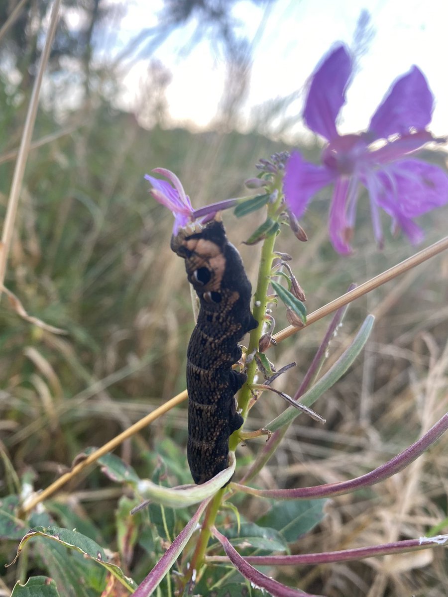 Found this on our evening walk with the dog, anyone know what kind of caterpillar it is ? Central Scotland, UK