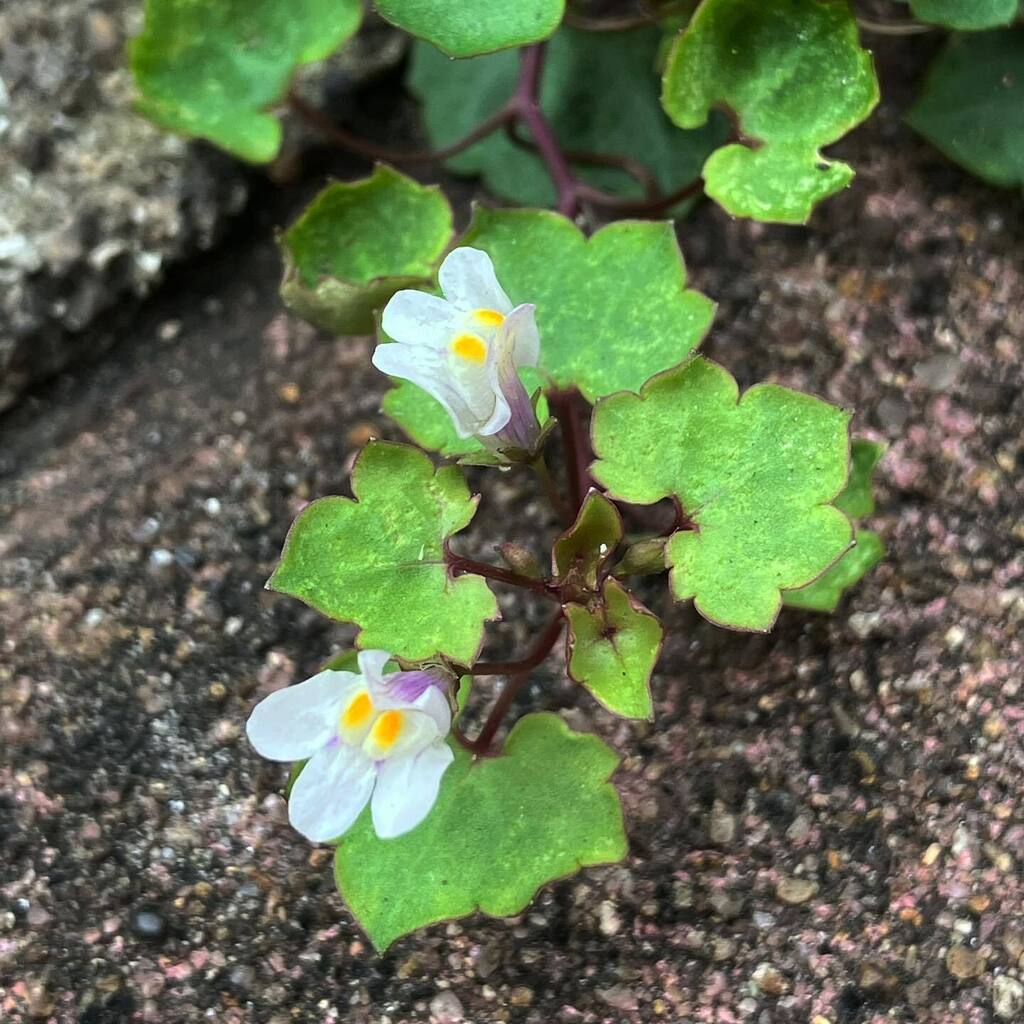 NaokiMazda's tweet photo. コンクリートの隙間と言えば。
#ツタバウンラン #ivyleavedtoadflax
2022.08.20 #西明石
#明石の生きもの #明石市 #道草 #雑草 #花
#紫の花 #nature #flowers #purpleflowers https://t.co/69rGjTDOVi https://t.co/YKDoeiNxWs