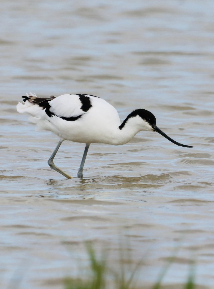 Hesperus73's tweet photo. @Natures_Voice An impressive Pheasant and Avocet Norfolk! https://t.co/CWjrFzNMox