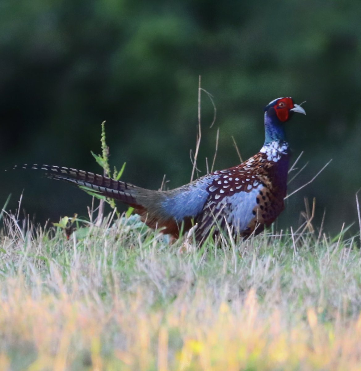 Hesperus73's tweet photo. @Natures_Voice An impressive Pheasant and Avocet Norfolk! https://t.co/CWjrFzNMox