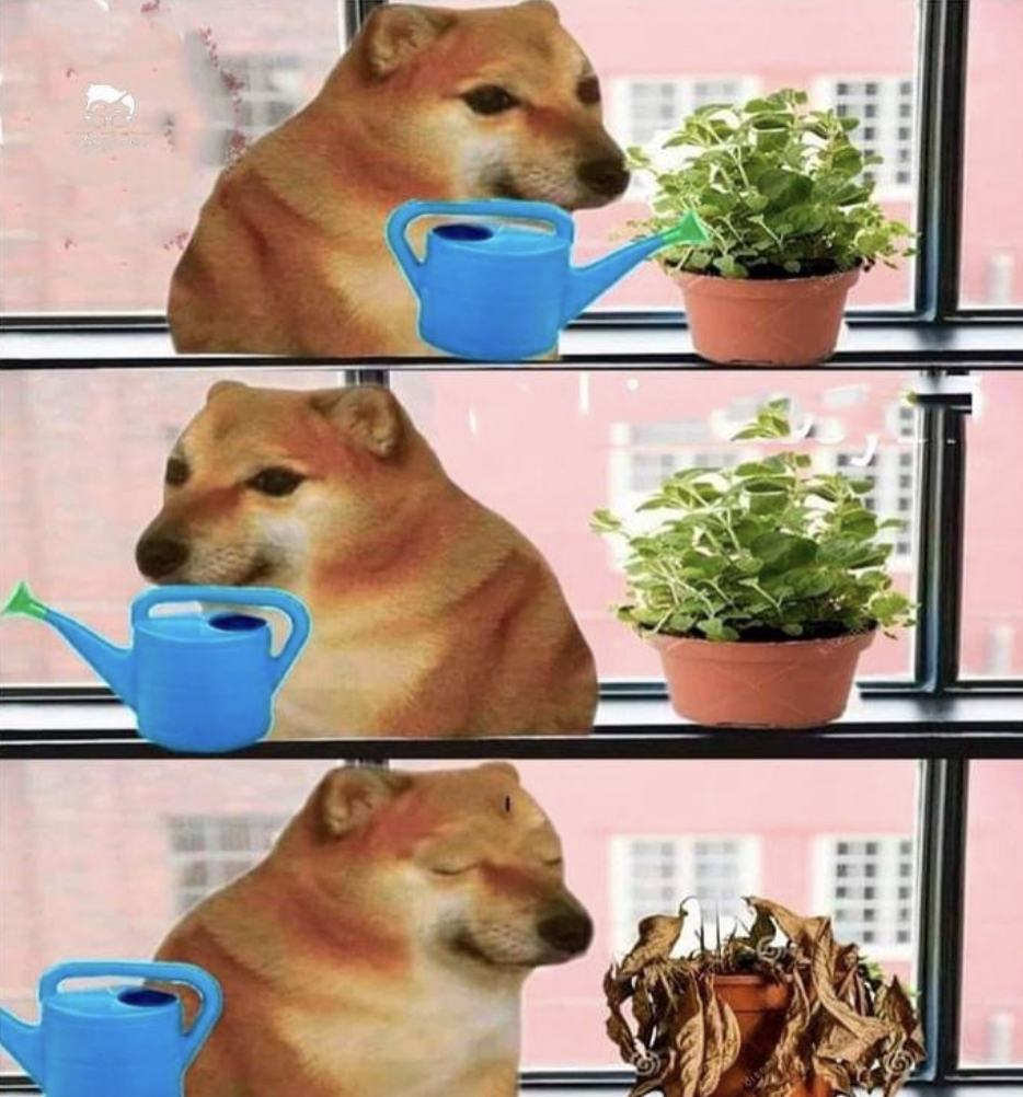 Guarromantico_'s tweet photo. Yo tratando de ser la señora de las plantas. https://t.co/mdkiirWSgW