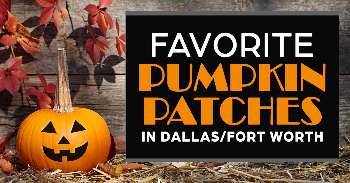 dfwcraftshows's tweet photo. The Pumpkin Patch list is out!  Check out our favorites across Dallas / Fort Worth 🎃 https://t.co/etJiIrvuMh 

Which Pumpkin Patch is YOUR family favorite? 🍁 Let us know in the comments! https://t.co/84BFVtA9HV