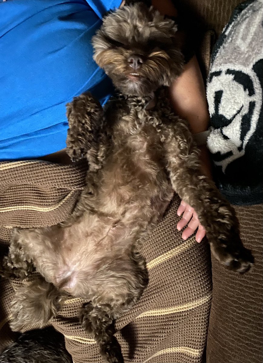 cleoandcassie's tweet photo. Master of the Sunday snoozle! #ProNapper #dogs #dogsoftwitter #sundayvibes #comfortzone https://t.co/uawu19BAKB
