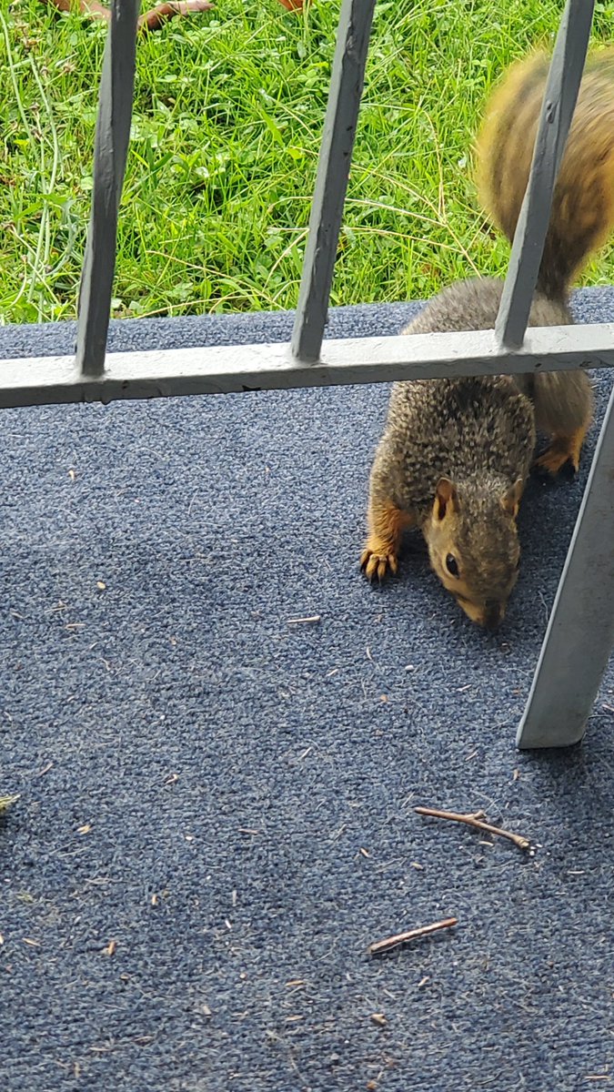 TerryEckmanWx's tweet photo. Had a little friend join me on the porch 🐿 @USFWS @JEmersonYoung1 @spann @StormOfCorn @nfsstorm10
@FlattenTabatha @Weathergeek051
#wildlifephotography #furryfriend #squirl #wildlife #Ohio https://t.co/k46tQFJYBp