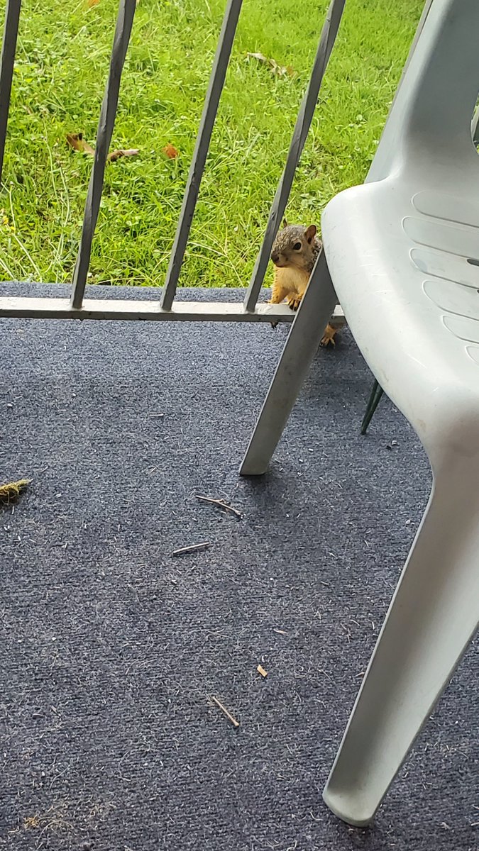 TerryEckmanWx's tweet photo. Had a little friend join me on the porch 🐿 @USFWS @JEmersonYoung1 @spann @StormOfCorn @nfsstorm10
@FlattenTabatha @Weathergeek051
#wildlifephotography #furryfriend #squirl #wildlife #Ohio https://t.co/k46tQFJYBp
