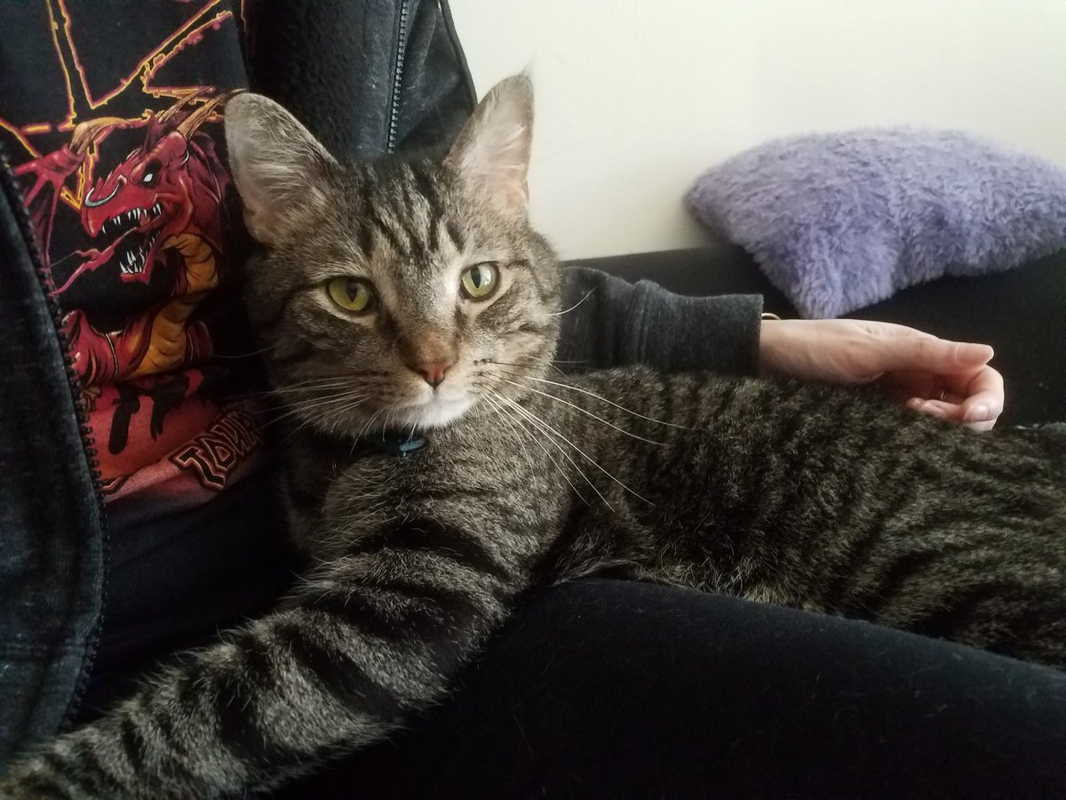 DisembodiedDx's tweet photo. I need some "it will be okay"s please? My cat had a seizure, im at the vet ER right now waiting. What if hes dying? What if i caused it? I csnt lose him, how will his brother cope? What if theyre both sick? It might be okay though right? He can still be okay? https://t.co/QHjdQMG5je