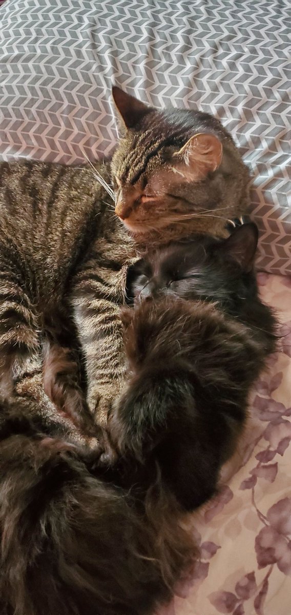 DisembodiedDx's tweet photo. I need some "it will be okay"s please? My cat had a seizure, im at the vet ER right now waiting. What if hes dying? What if i caused it? I csnt lose him, how will his brother cope? What if theyre both sick? It might be okay though right? He can still be okay? https://t.co/QHjdQMG5je
