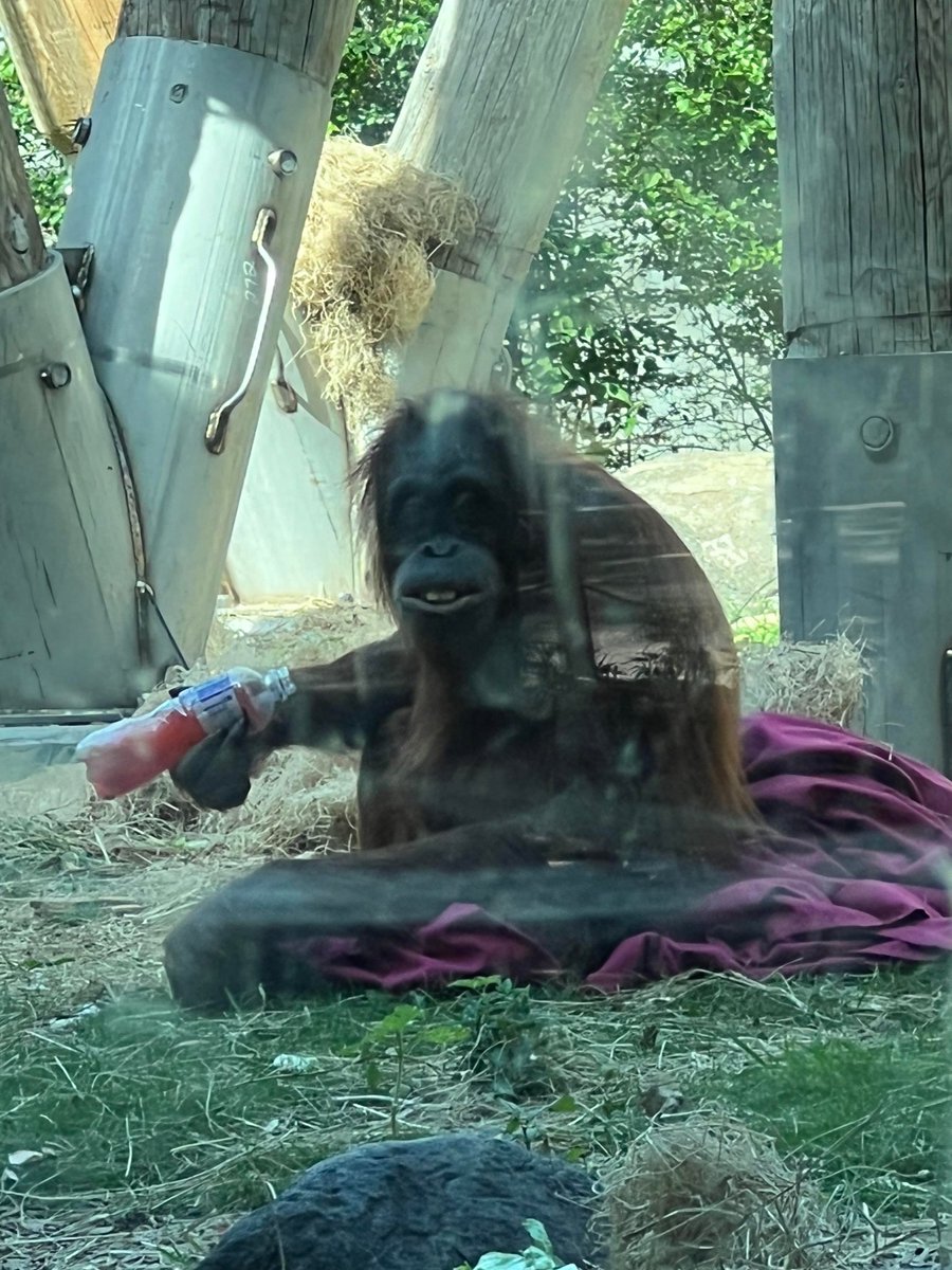 DailyMonkeyApe's tweet photo. huh? https://t.co/NObR0rnkfS