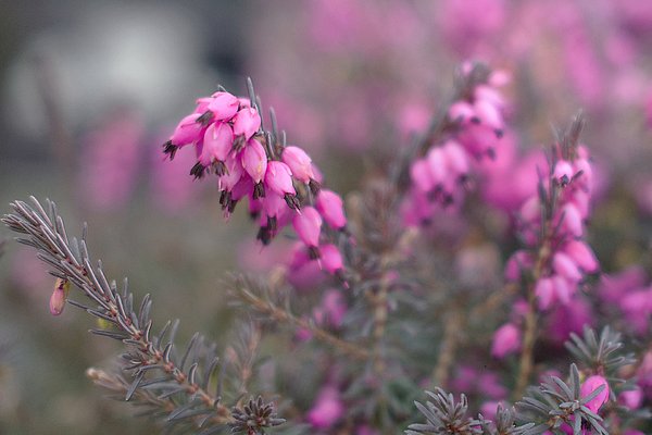 Medtechno's tweet photo. New artwork for sale! - "Dreams of Pinks" - https://t.co/P7HKkPmLc8 @fineartamerica https://t.co/q0C2JhsKZq