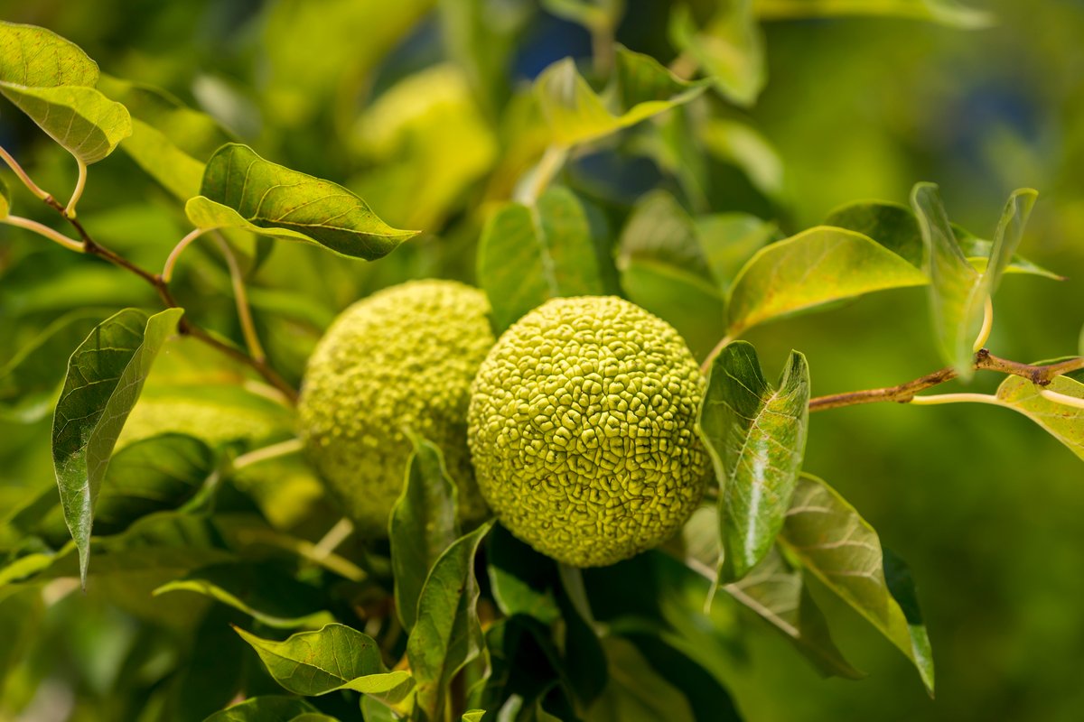 PowellGardens's tweet photo. #MidwestForaging: Osage Orange | This medium-sized tree with a short trunk, dense, round, or irregular crown, and thorns flowers from May-June, producing yellow-green fruit in September and October. At PG, look for this tree along the Family Disovery Loop and Fortopia lawn. https://t.co/bNt4raTd0x