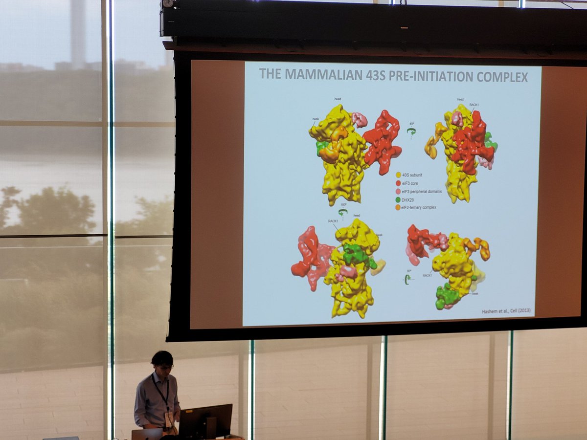 Hashemyaser4's tweet photo. The ultimate session of this wonderful symposium #JF80 is going to be a ribosome session, chaired by Christopher Hellen. First speaker, Amedée des Georges @desGeorgesLab who will tell is about DHX29 and preinitiation. https://t.co/exbsHZC8T2