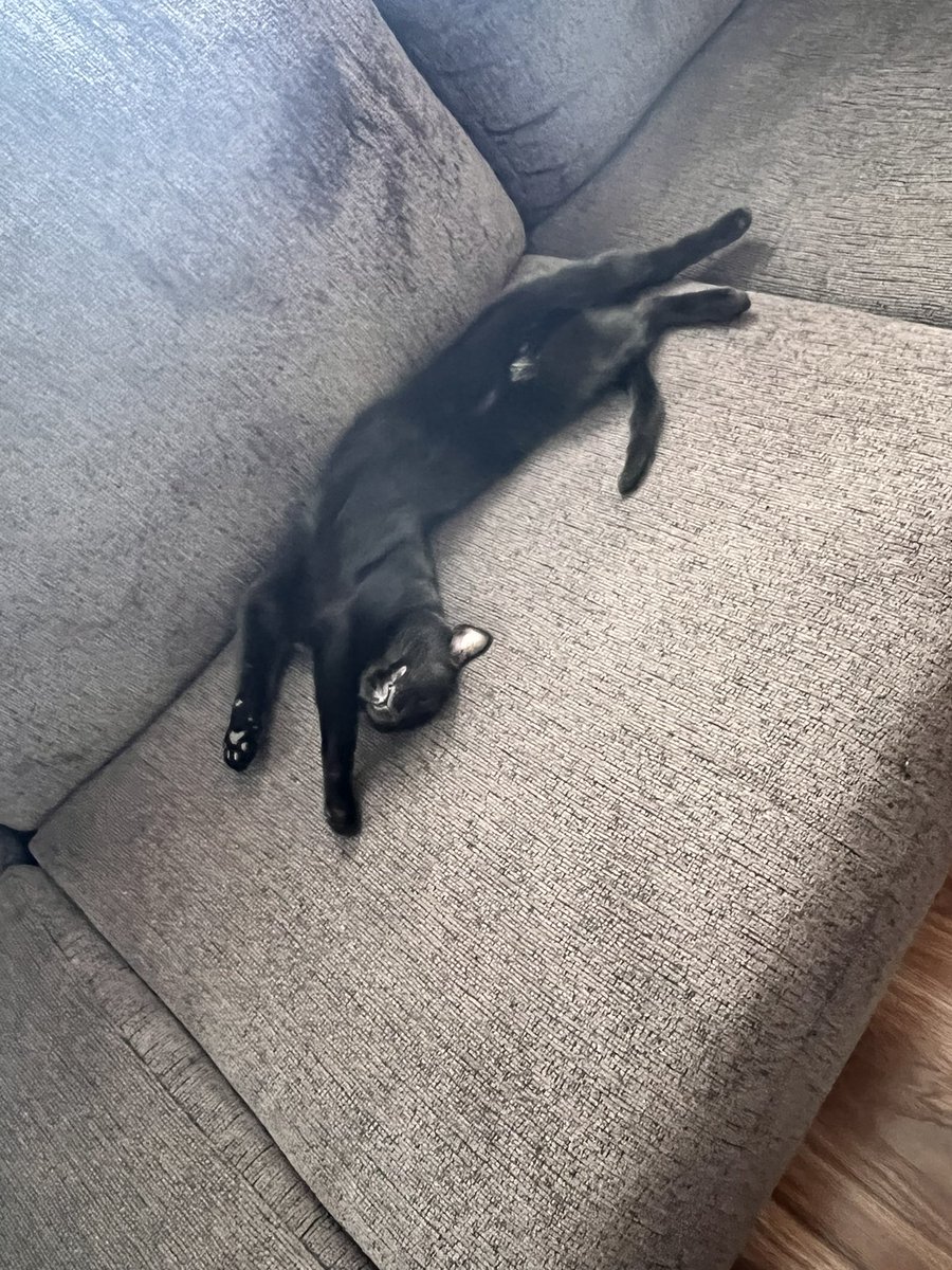 My mini house panther living her best life #CatsofTwittter