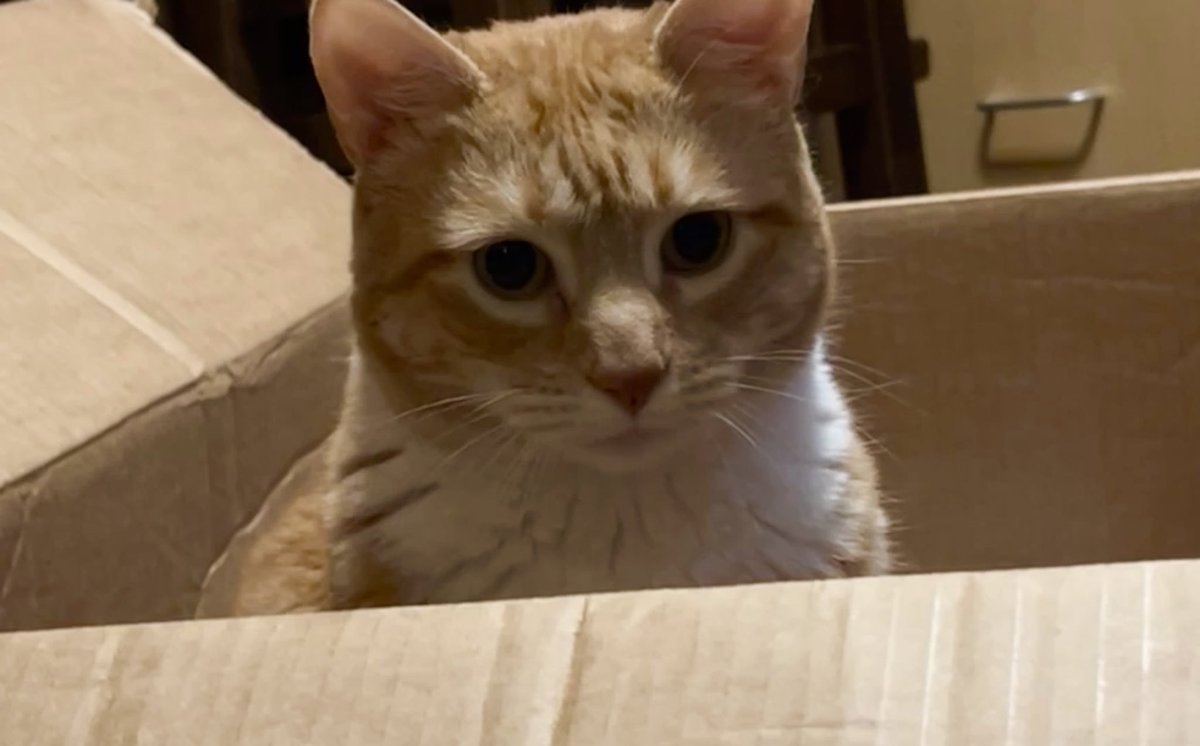 JortsTheCat's tweet photo. Hello special delivery! Just kidding I didn’t get delivered in this box. 

That’s a good thing because UPS trucks can reach 130° or higher bc UPS won’t air condition them https://t.co/voOChNgWbC