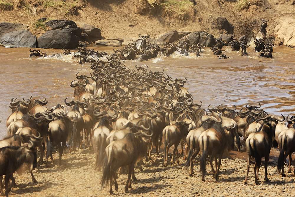 MellatoA's tweet photo. Safari never disappoint, join @MellatoA
#travelphotography #traveling #traveltips #travelwithMellato #MasaiMara #Safari #Safetrav https://t.co/7VGTAUGP9k