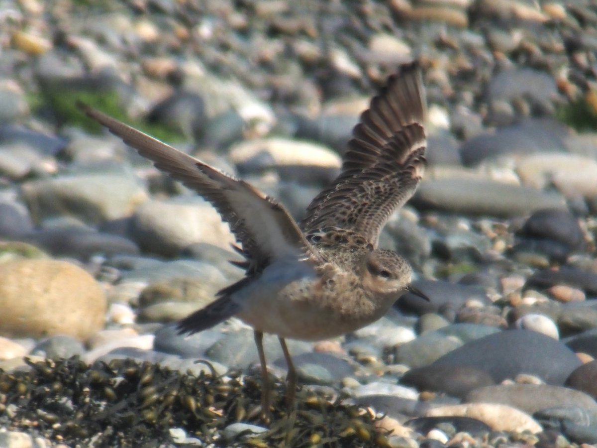 keelebirder's tweet photo. An afternoon twitch to Cemlyn for the Buff-breasted Sandpiper found by Simon  @shr_thing, incredibly whilst watching the Buffbreast Simon found a White-winged Black Tern on the lagoon. 2 patch ticks in 15 minutes! https://t.co/AnQh5aKTX7