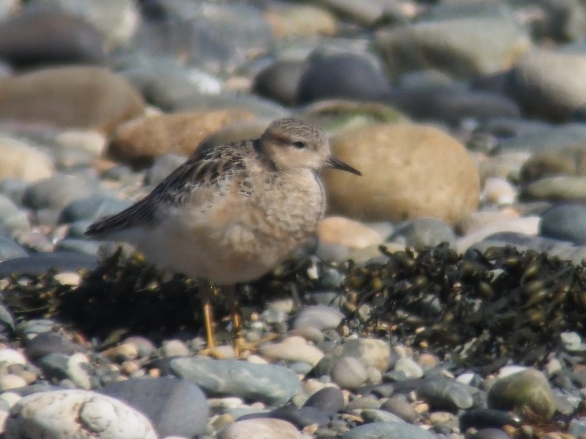 keelebirder's tweet photo. An afternoon twitch to Cemlyn for the Buff-breasted Sandpiper found by Simon  @shr_thing, incredibly whilst watching the Buffbreast Simon found a White-winged Black Tern on the lagoon. 2 patch ticks in 15 minutes! https://t.co/AnQh5aKTX7