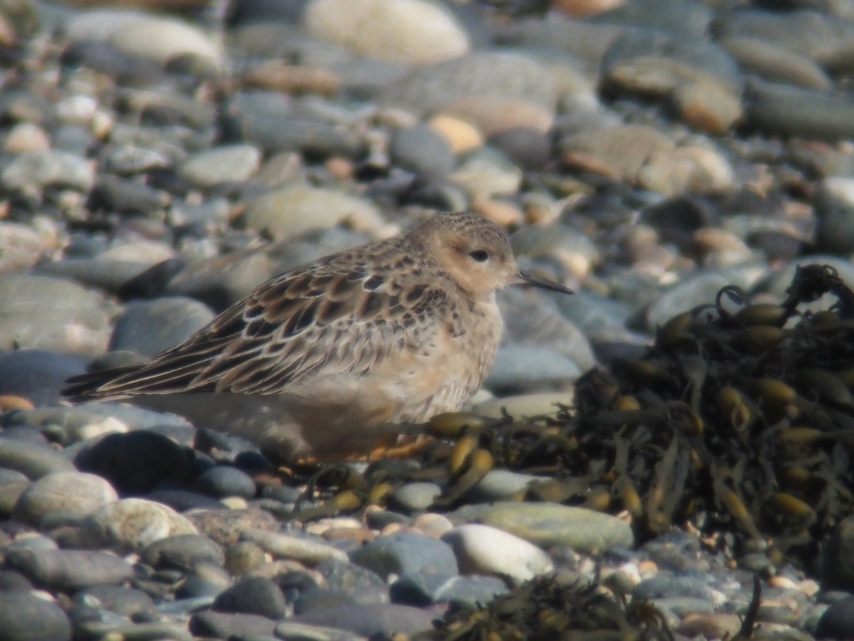 keelebirder's tweet photo. An afternoon twitch to Cemlyn for the Buff-breasted Sandpiper found by Simon  @shr_thing, incredibly whilst watching the Buffbreast Simon found a White-winged Black Tern on the lagoon. 2 patch ticks in 15 minutes! https://t.co/AnQh5aKTX7