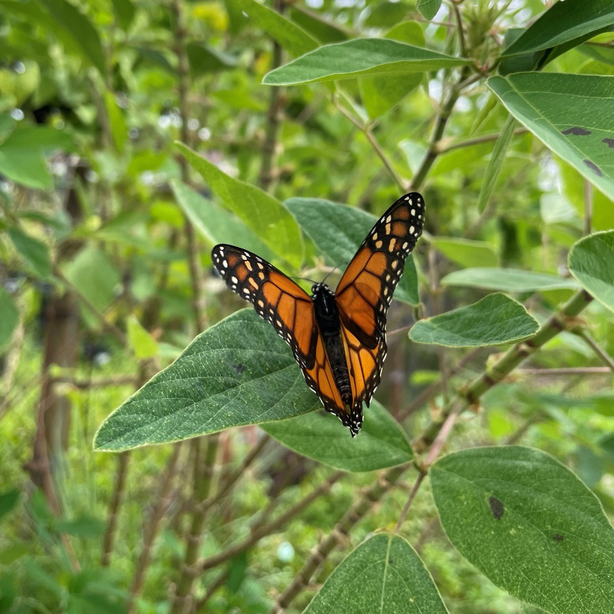 butterfly_tampa's tweet photo. Happy National Wildlife Day! According to researchers at UF, native butterflies and caterpillars have been declining since 1985. Let’s use this day and everyday after to help our pollinator friends by #plantingnative.
#wildlife #conservation #butterflies #pollinators https://t.co/4ZYFkAhN7k