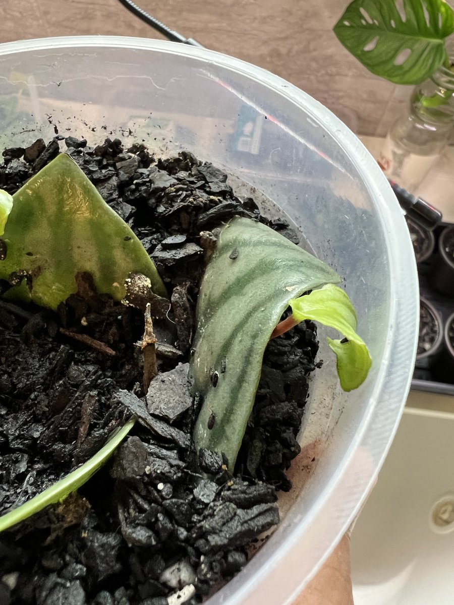 erichadventures's tweet photo. @HobbyistPlant Nice! Just started propagating this species. Definitely a cool plant! https://t.co/h3XrSdTarK