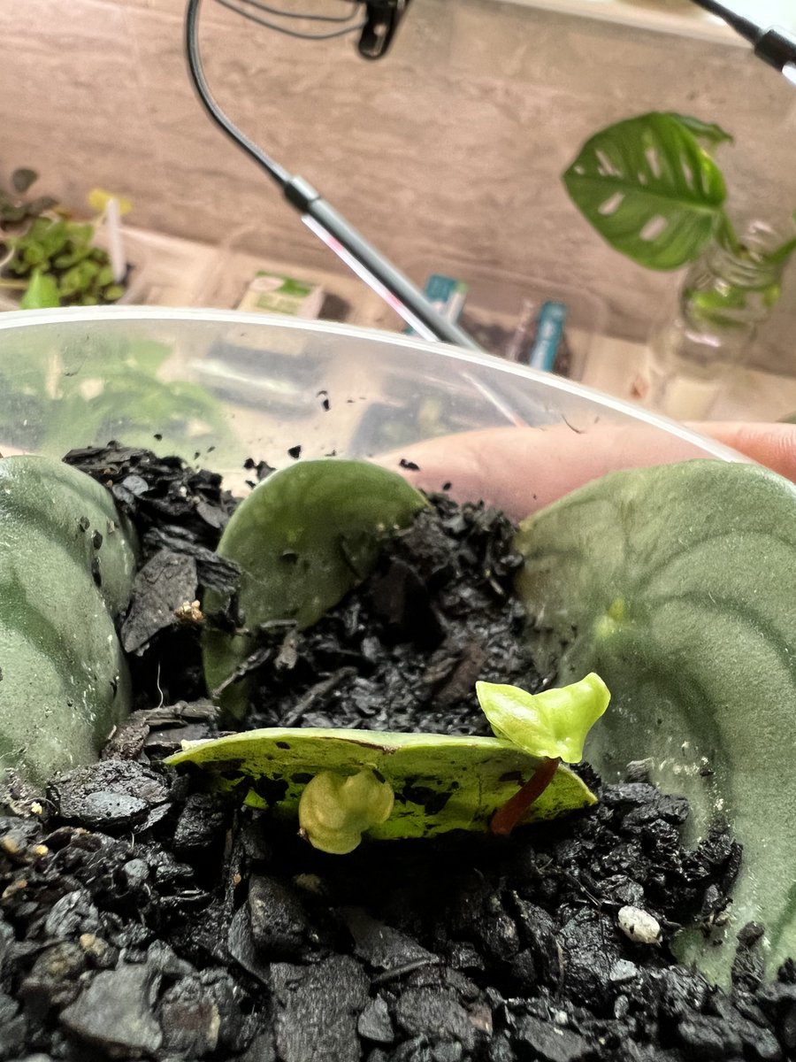 erichadventures's tweet photo. @HobbyistPlant Nice! Just started propagating this species. Definitely a cool plant! https://t.co/h3XrSdTarK