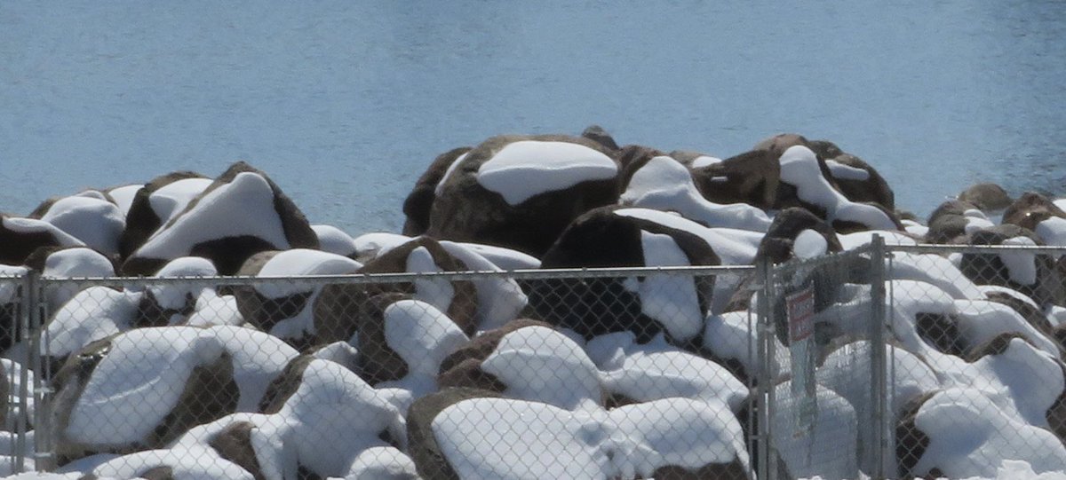 hapandcarol's tweet photo. #HAPPINESS is having city of Red Deer workers move the BIG rocks, that have been in a fenced compound, blocking a path for some time, into the water.Thus opening the path and creating a new area for sitting and enjoying the ponds &amp; all the pond life. #Bigrocks #movingrocks https://t.co/BeWiFDmGh4
