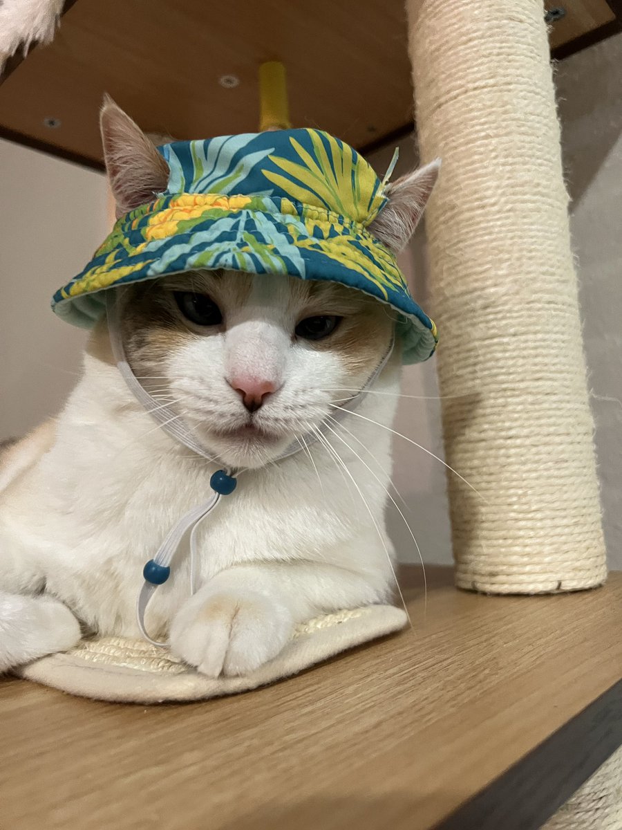 fatfatpankocat's tweet photo. Time for another adventure https://t.co/VufHiha1nQ