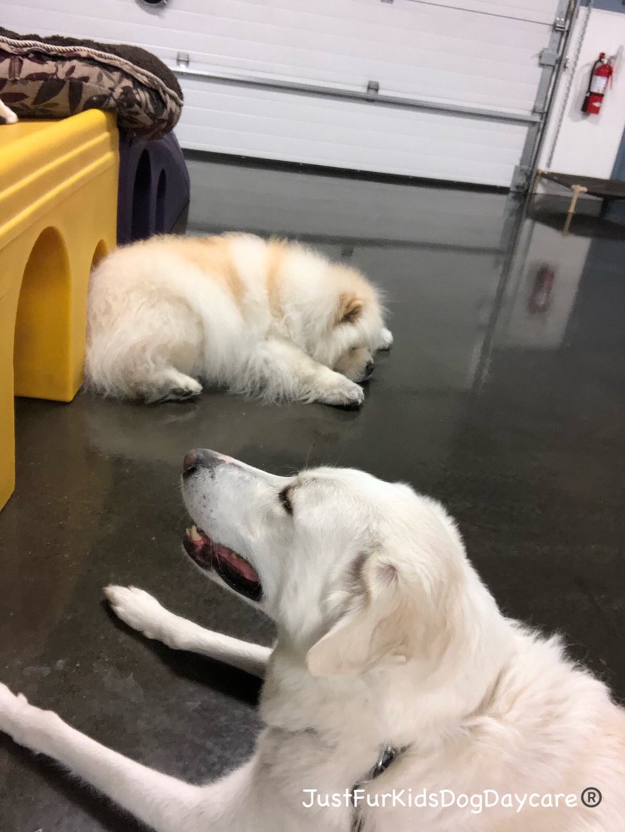 FurKidsDaycare's tweet photo. Luna says, I heard that if this fella Boo accepts you, you’re in... he accepted me 🤗👍💞 #packmember https://t.co/rmaKEUApJV