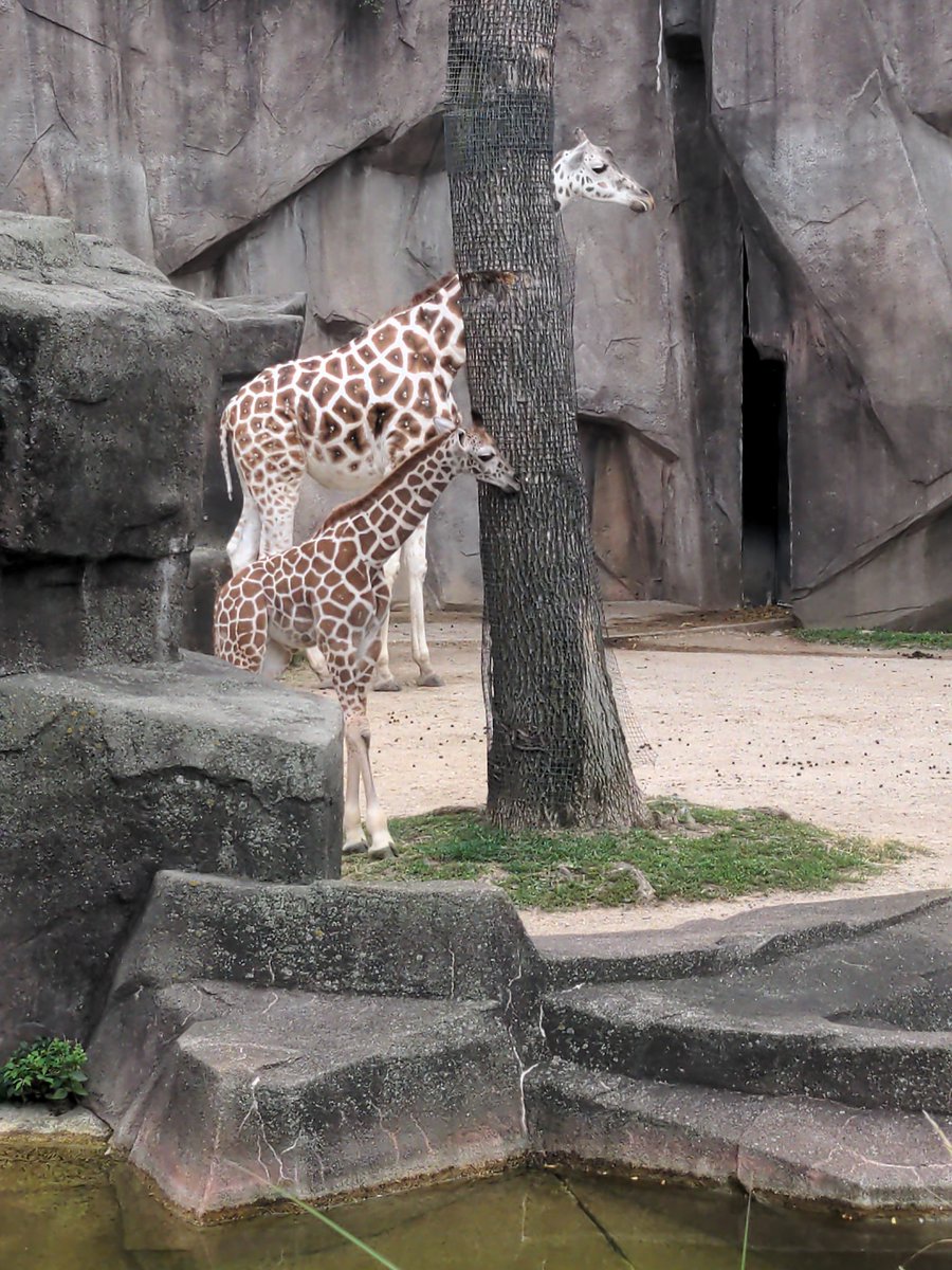 ollievogel's tweet photo. Fun fact of the day, giraffe meat can be kosher. https://t.co/PyFB5IYogB