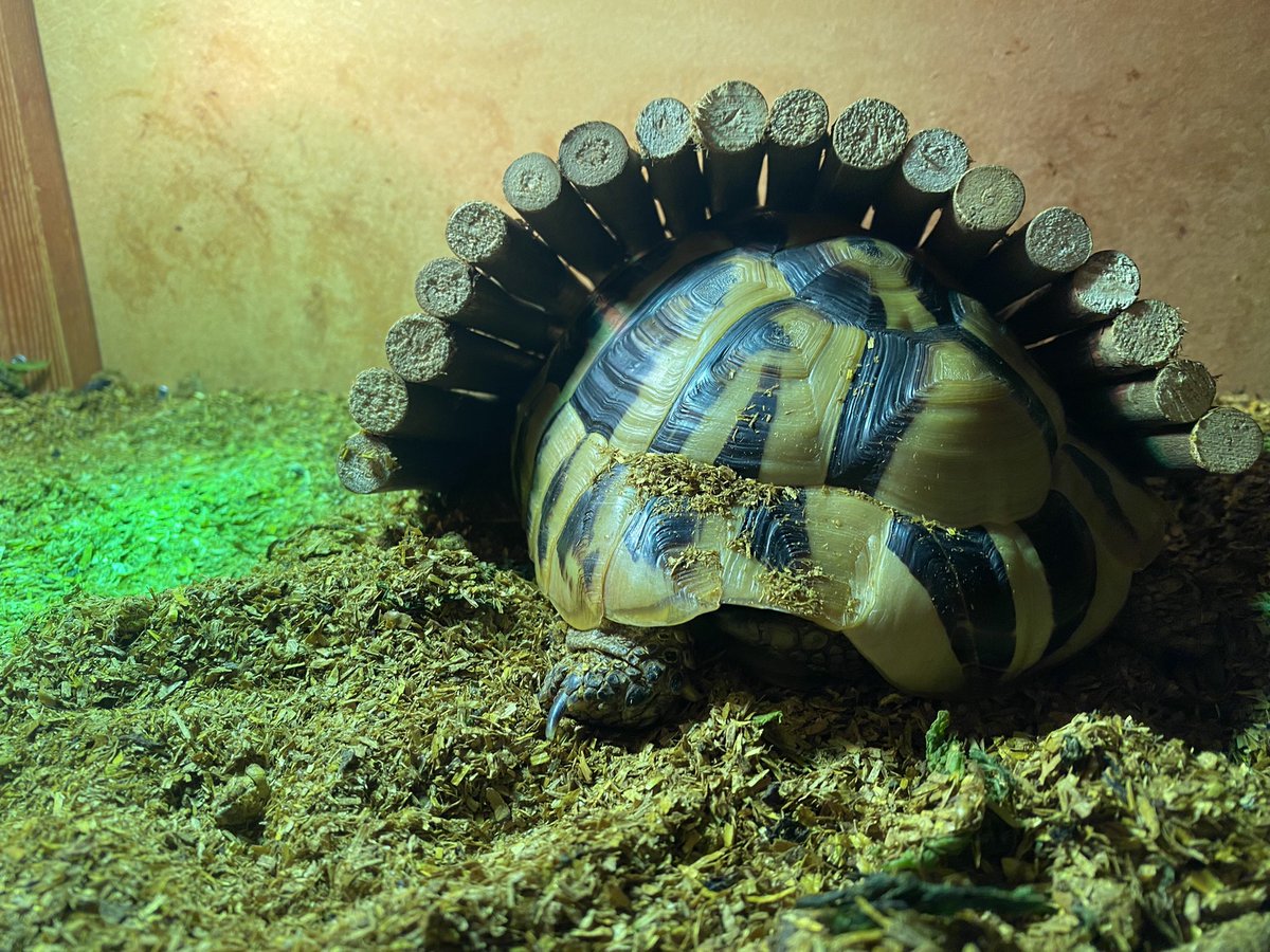 Elcop32's tweet photo. I definitely fits #flash #tortoise #ifits #goodnight 🐢⚡️💚😴 https://t.co/frdUa6iX2G