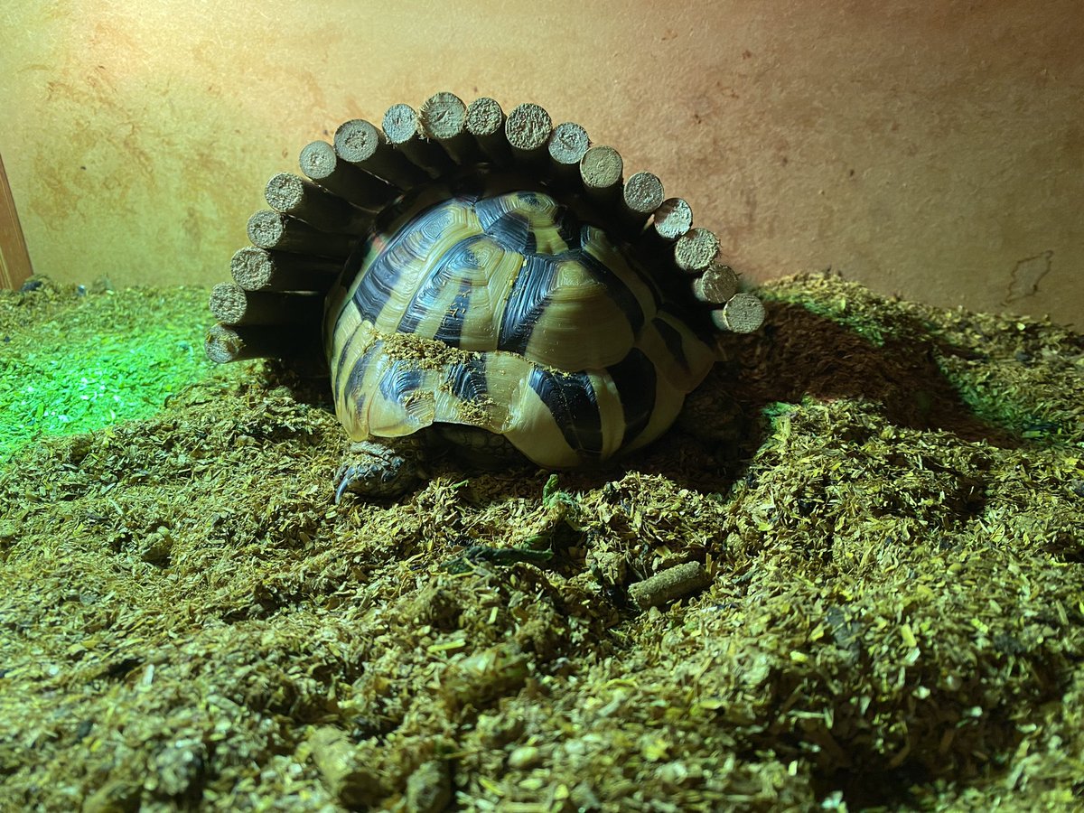 Elcop32's tweet photo. I definitely fits #flash #tortoise #ifits #goodnight 🐢⚡️💚😴 https://t.co/frdUa6iX2G