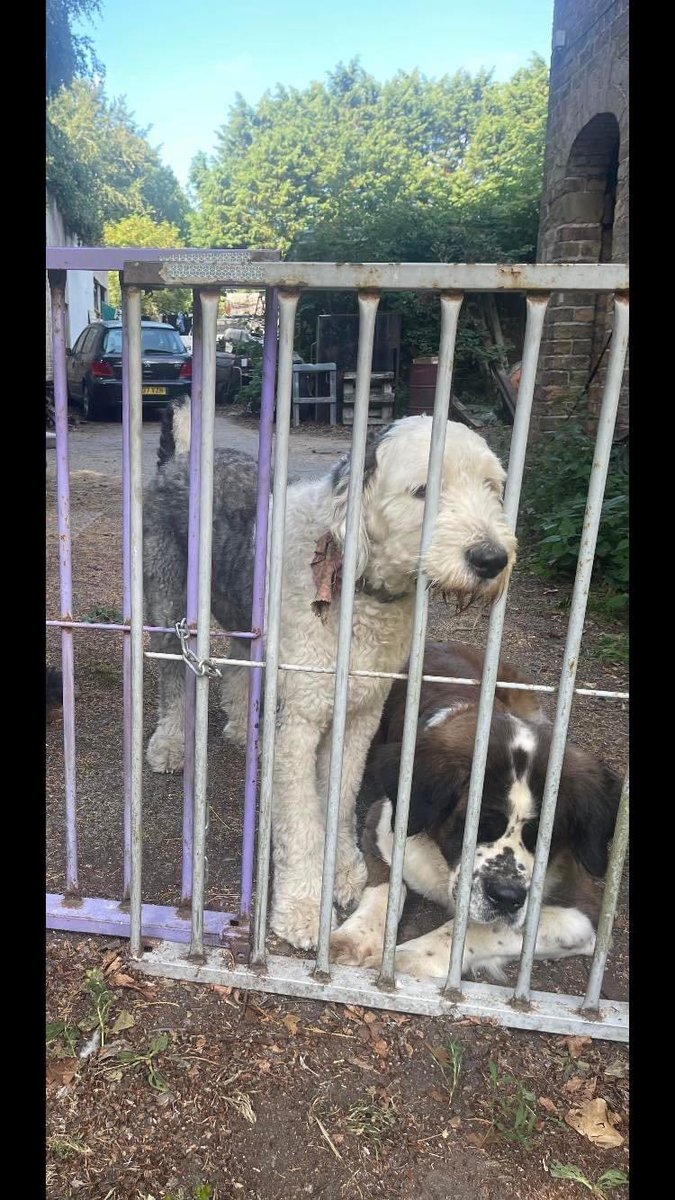 rosiedoc666's tweet photo. ❌Our #OldEnglishSheepDog Alfie, aged 2,was taken on/near our property in #Lowthorpe #Driffield 4/9/22 
Any1 with info pls get in contact, including the eye witness we spoke to already
Car involved silver mg YY69GVR. https://t.co/3Sn15z9shf
PLS HELP US GET OUR BELOVED DOG BACK☎️ https://t.co/poCF7QE9Vb