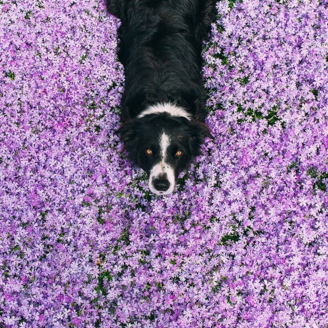 Бордер-колли