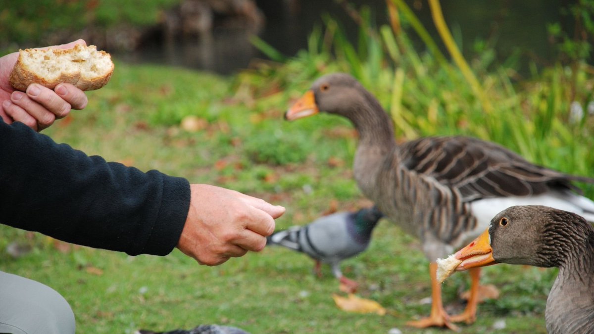 #البطvsالحمام

ماذا تفضل البط أم الحمام؟