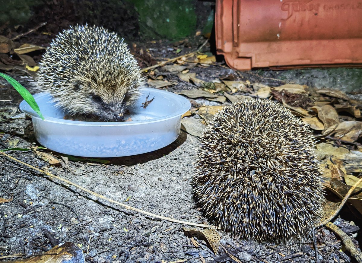 rich_may's tweet image. They're multiplying
#hedgehog #hedgehogsoftwitter