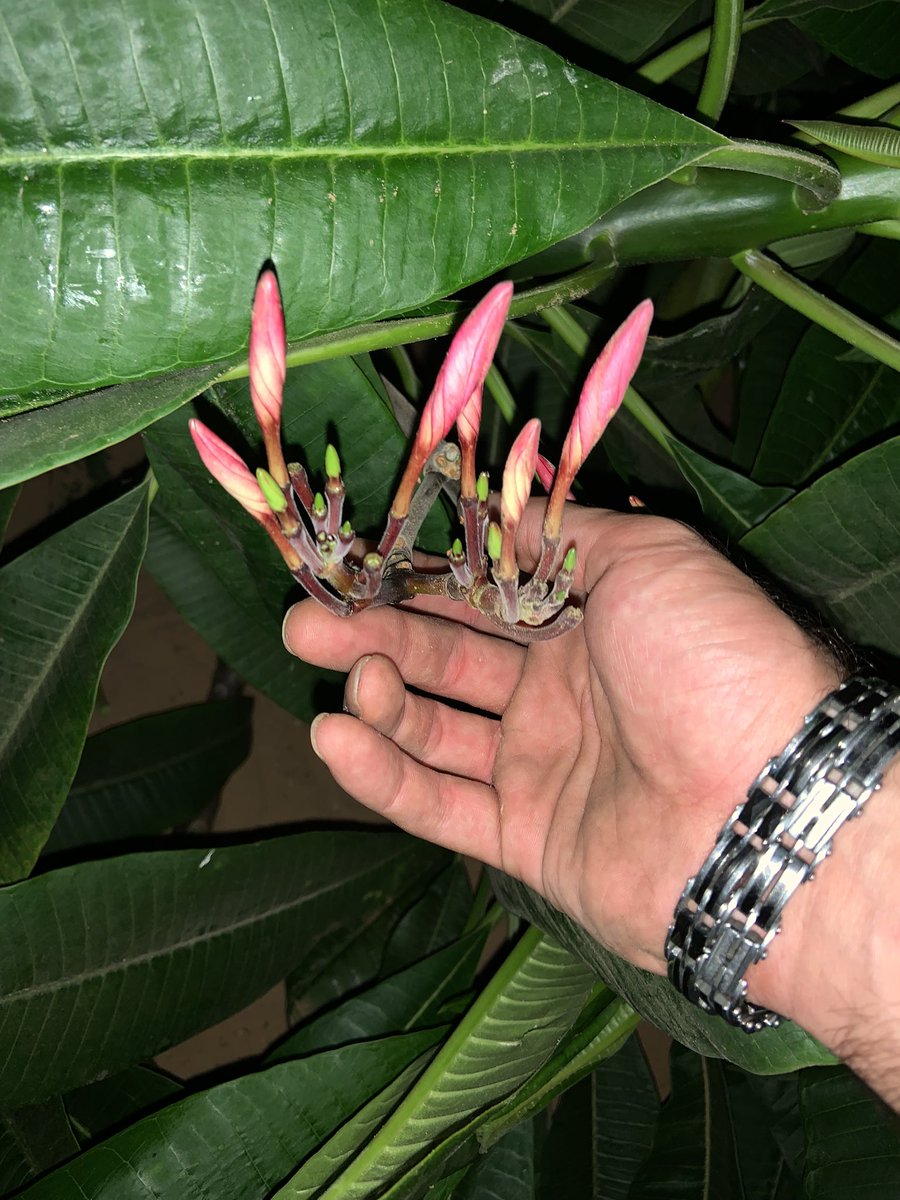 OrimmmS's tweet photo. A new day full of action🙏🏽👨🏽🌾
A new strain of Fitna has arrived🔥💎🌸White&pink with a Yellow&orange center🌸
#fitna #fitnachannelary
#cactus
#Cactustree
#cuttings
#nursery
#tropic
#Tropical
#tropicnursery
#garden
#gardenshour
#home
#Pretty
#decoration https://t.co/xsWoEnVgi6