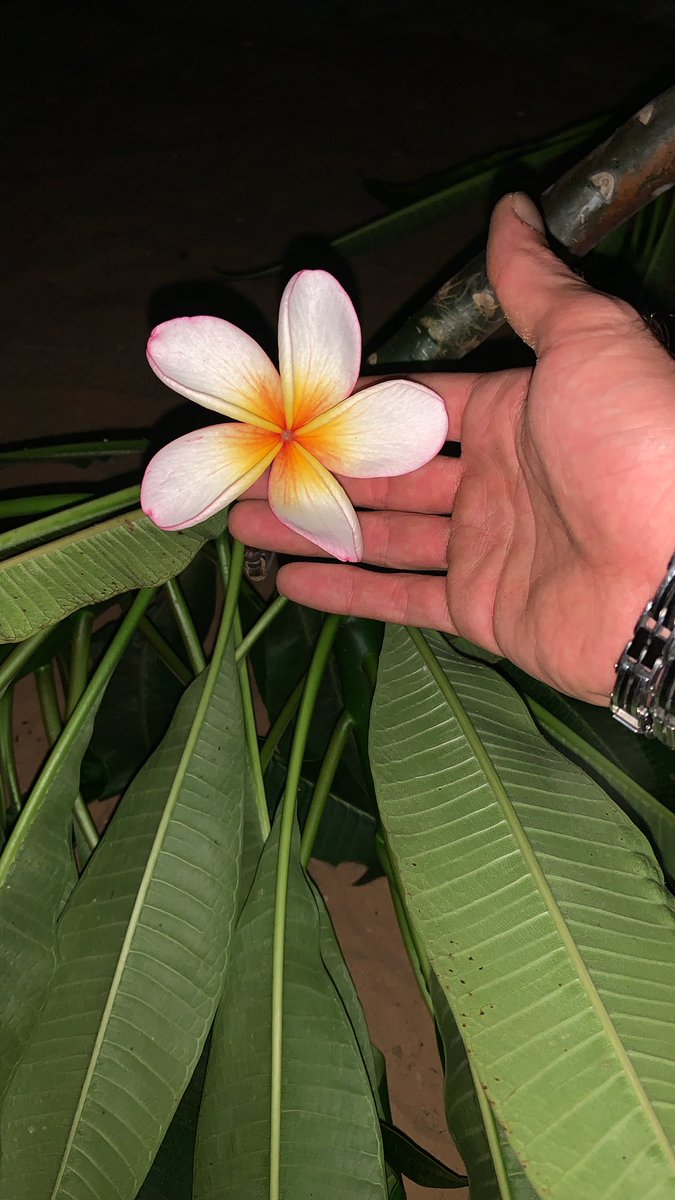 OrimmmS's tweet photo. A new day full of action🙏🏽👨🏽🌾
A new strain of Fitna has arrived🔥💎🌸White&pink with a Yellow&orange center🌸
#fitna #fitnachannelary
#cactus
#Cactustree
#cuttings
#nursery
#tropic
#Tropical
#tropicnursery
#garden
#gardenshour
#home
#Pretty
#decoration https://t.co/xsWoEnVgi6
