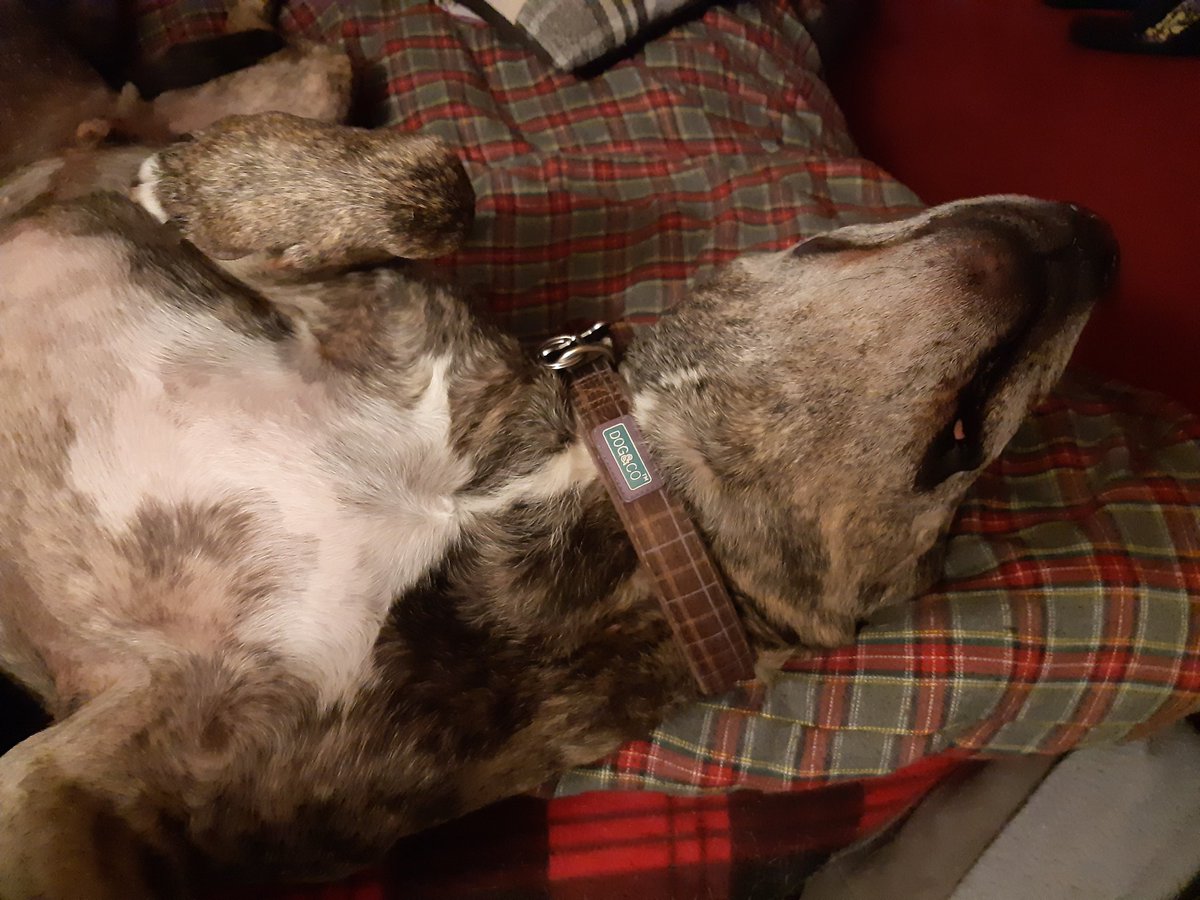 red_puppy_mark's tweet photo. Just trying to get comfy.. #Roryboy #staffy #sundaymood https://t.co/ke6n5ULoau