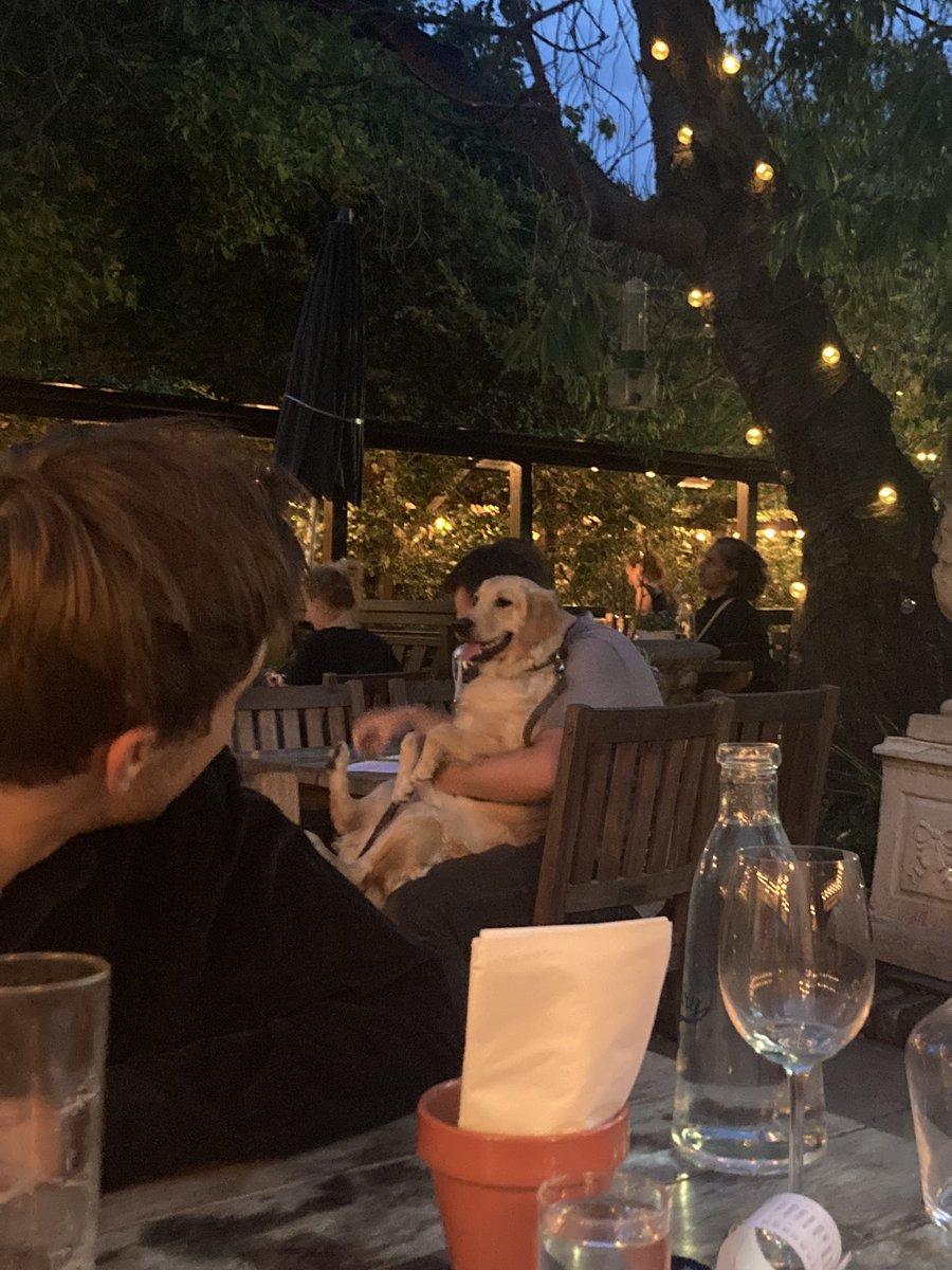 northnorth_west's tweet photo. Lord grant me the life of this dog. πHis owner just ordered two pub roasts, dutifully cut one plateful up and put it in his dog bowl, and then they each companionably enjoyed their Sunday dinners together. #goals #hampstead #spaniardsinn https://t.co/iahpbc1Vfl