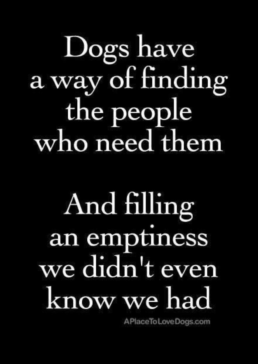 IamDaisysMum's tweet photo. @BryanMarquard @dogcelebration @dogandpuplovers @ok32650586 @DogsofInstagram ❤️❤️❤️ https://t.co/cSgvd5wmUu