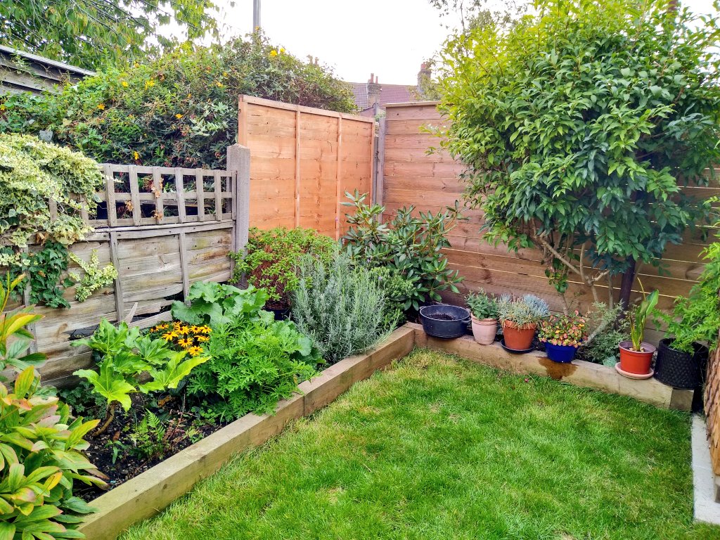 ReadButNotHeard's tweet image. This corner is starting to come into it's own. Lots of different shaped and textured foliage makes it visually interesting. The opposite bed looks a little dull now in comparison. Going to move things around this month and look for more shapely leafy varieties to add in.