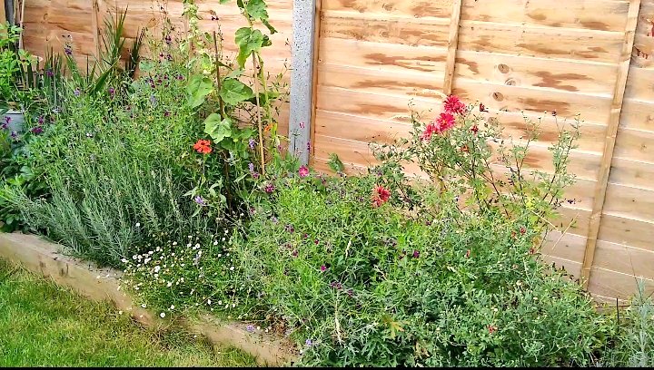 ReadButNotHeard's tweet image. This corner is starting to come into it's own. Lots of different shaped and textured foliage makes it visually interesting. The opposite bed looks a little dull now in comparison. Going to move things around this month and look for more shapely leafy varieties to add in.