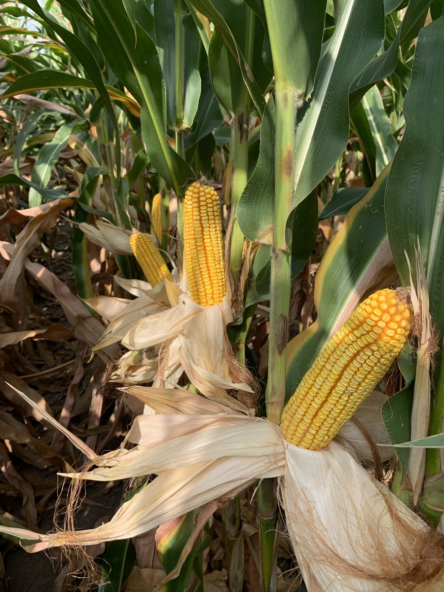 PMfreebooter's tweet image. Gotta love this time of year. The weather and the Short Stature corn products are just fantastic this afternoon. #SmartCornSystem and @BayerTraits bringing some yield punch to middle Missouri.