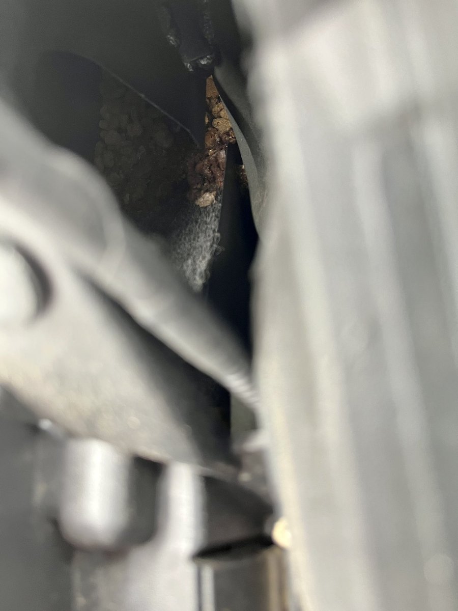 eyezenstat's tweet photo. Rodent experts, what am I dealing with here? Rat? Mouse? Squirrel? Stash of dog food on passenger side where corner of hood meets windshield. Smells like hot garbage and/or death. https://t.co/cfOeMbn1Ve