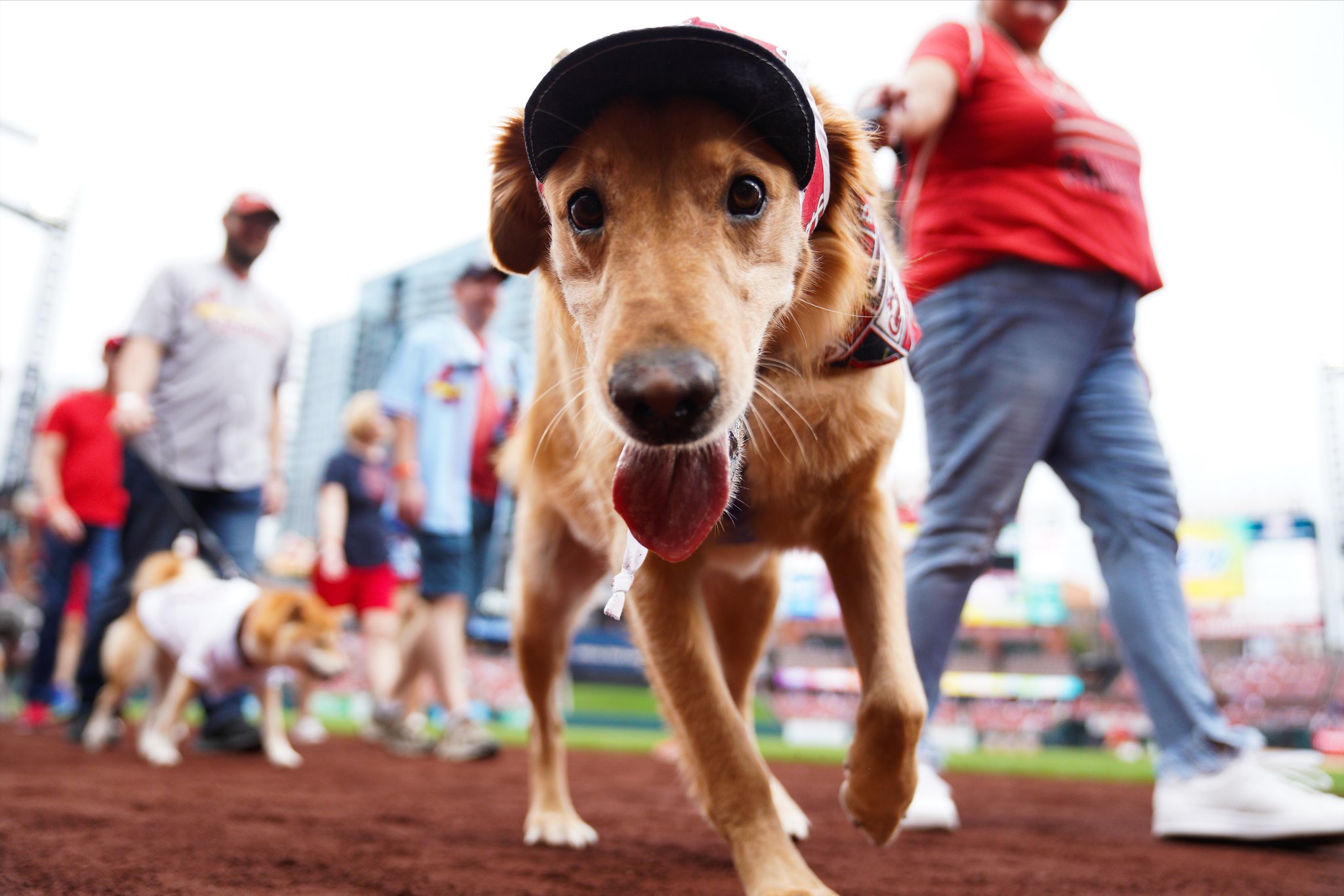 St. Louis Cardinals on Twitter "We've got pooches in the park! https