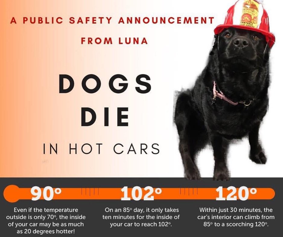 Are Black Dogs Hotter