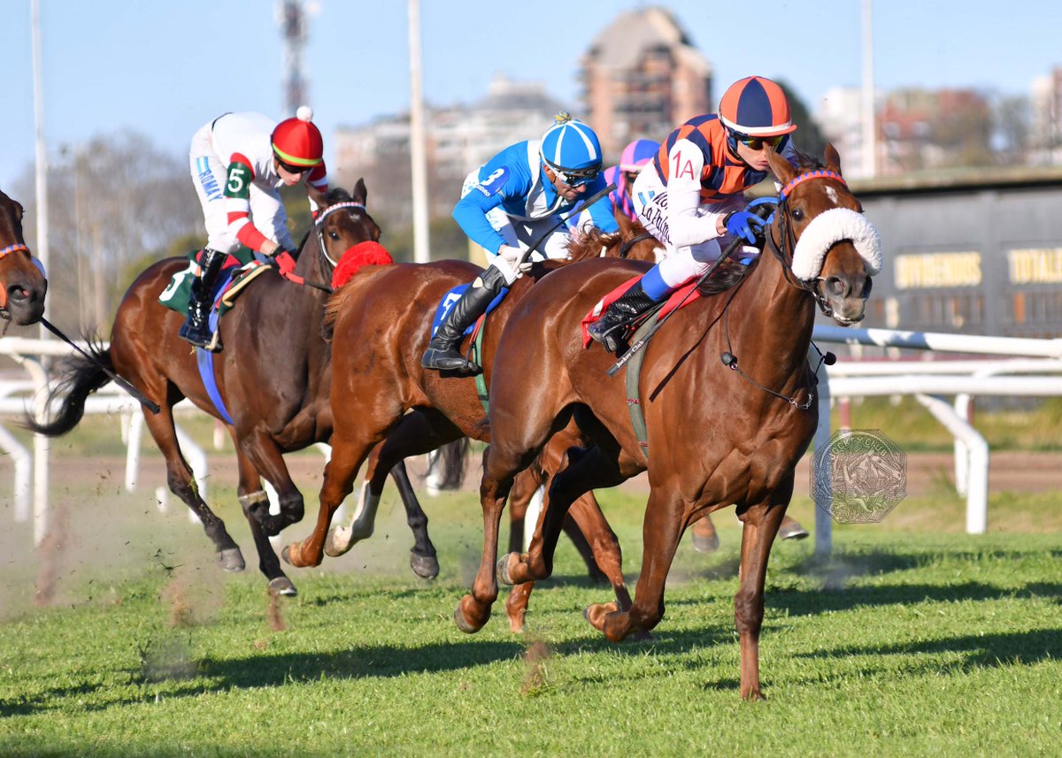 HipodromoSI's tweet photo. ✅ En el @HipodromoSI se disputó el #ClásicoBayakoa (L - 1400 metros), donde se impuso #MaggieMay (Brz., Agnes Gold), del #StudRDI, entrenada por #AlfredoGaitánDassié y dirigida por #MartínLaPalma. https://t.co/18I0JzafRY